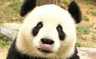 西安熊猫爆料事件最新,真相与争议交织的舆论漩涡  第3张