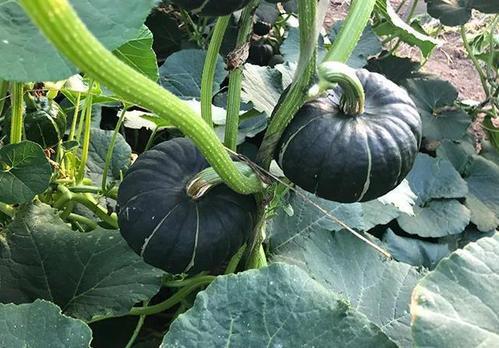 吃网红大瓜的网站,大瓜网站带你领略幕后风云 第2张 吃网红大瓜的网站,大瓜网站带你领略幕后风云 第2张