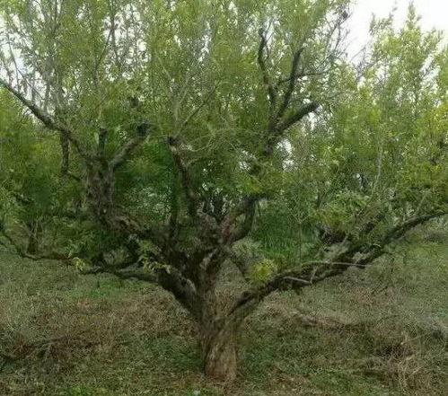 都市爆料石榴树视频,揭秘石榴树背后的惊人真相! 第2张 都市爆料石榴树视频,揭秘石榴树背后的惊人真相! 第2张