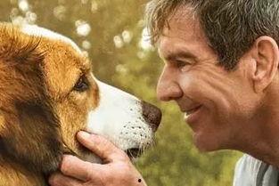 一条狗的使命在线观看,一条狗的使命观影指南 第3张 一条狗的使命在线观看,一条狗的使命观影指南 第3张