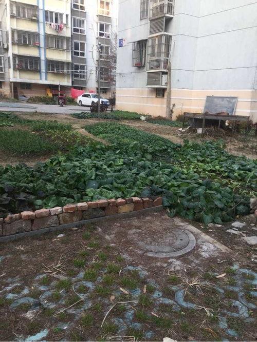 二楼花园爆料视频下载  第3张