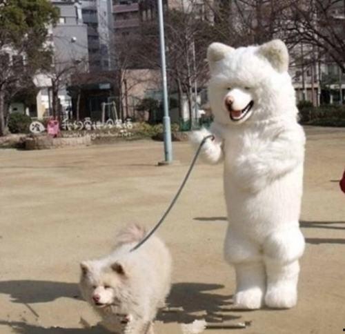 济南骑狗大队爆料视频曝光,视频揭露惊人一幕 第1张 济南骑狗大队爆料视频曝光,视频揭露惊人一幕 第1张